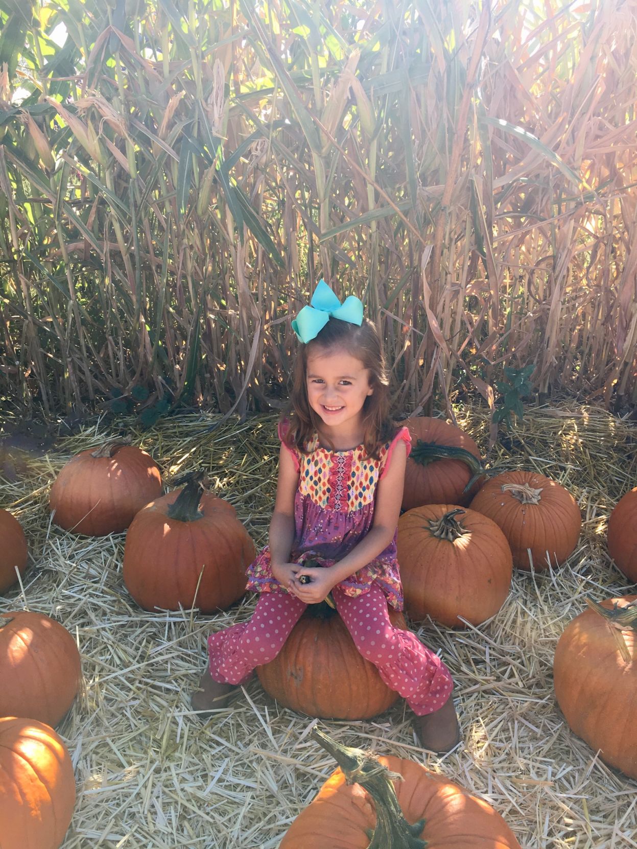 Picking Pumpkins 2017